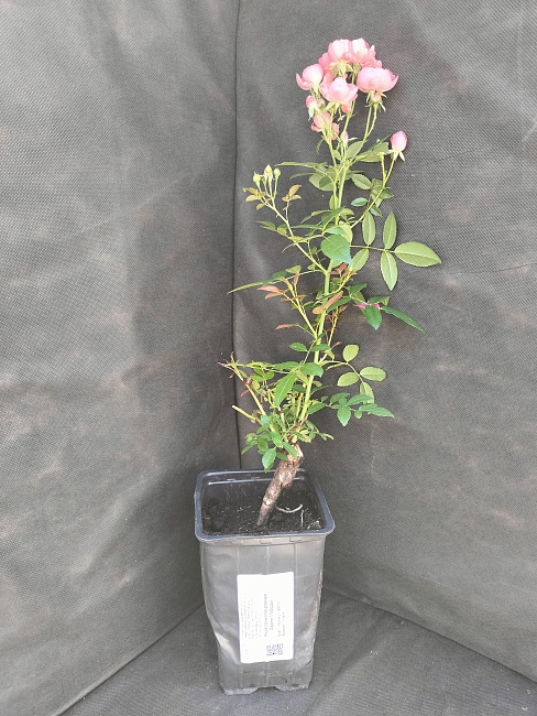 Роза почвопокровная Оранж Морсдаг